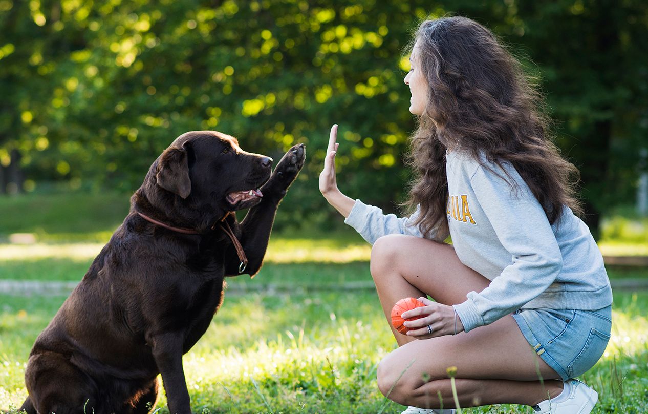 Brincar_com_cachorros_freepik_site